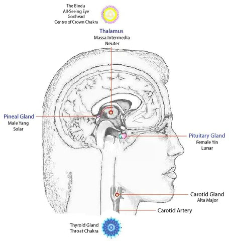 Pineal Gland: The True Master Gland