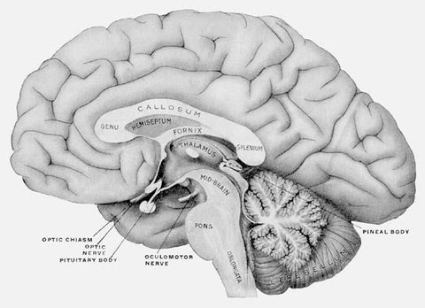 Pineal Portal – HEALING ENERGY TOOLS